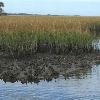 thumbnail for publication: Coastal Ecosystems